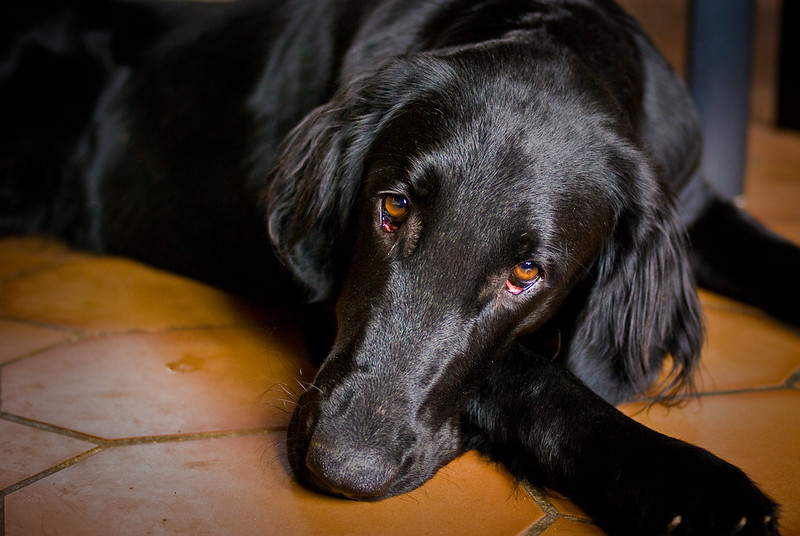 A beautiful picture of a dog by Bas Leenders