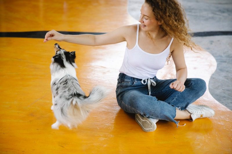 Woman Enjoying With Puppy Dog