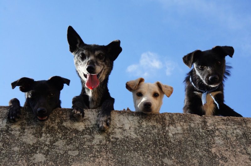 Four Small Pets