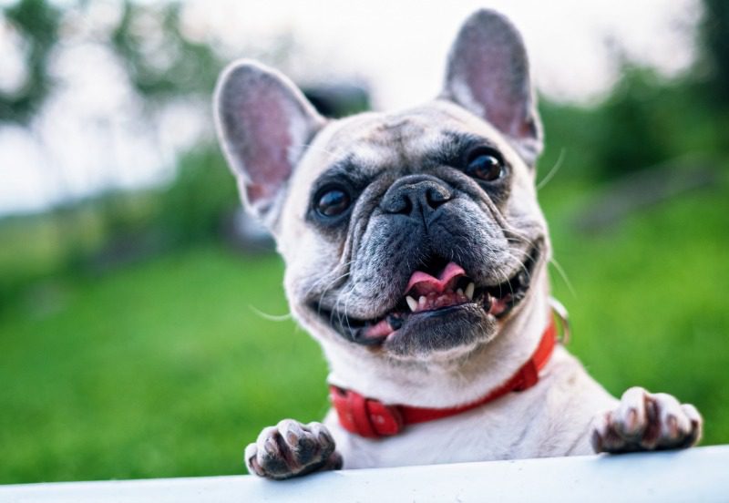 French Bulldog Out for a Walk