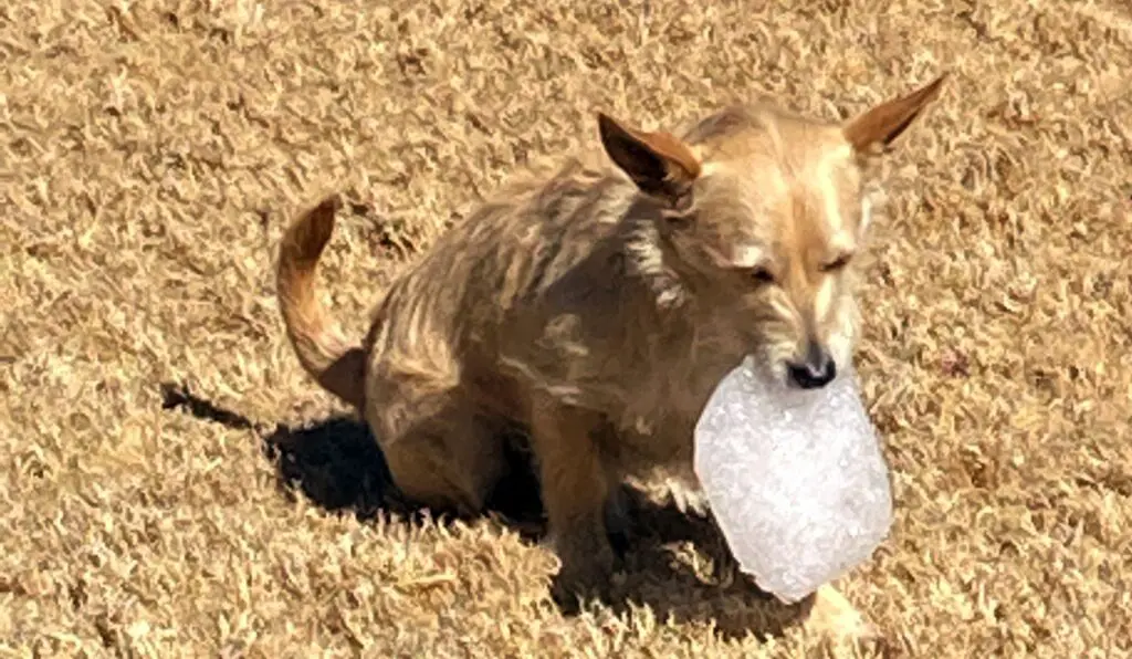 A picture of a small dog bighting an ice cube