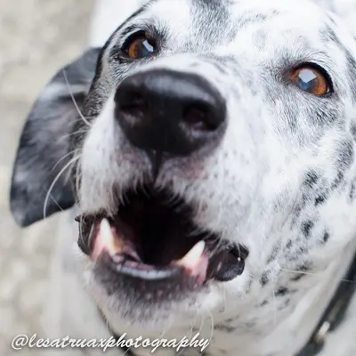 A picture of a dog with Brown eyes