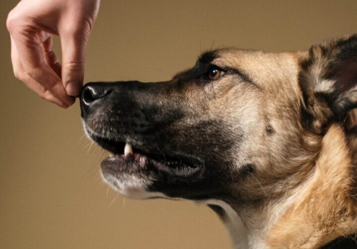 Dog Smelling His Owner Hand